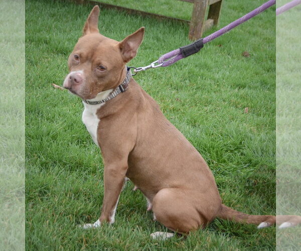 Medium Photo #4 American Bulldog-American Staffordshire Terrier Mix Puppy For Sale in Huntley, IL, USA