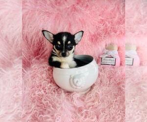 Chihuahua Puppy for sale in TAMPA, FL, USA