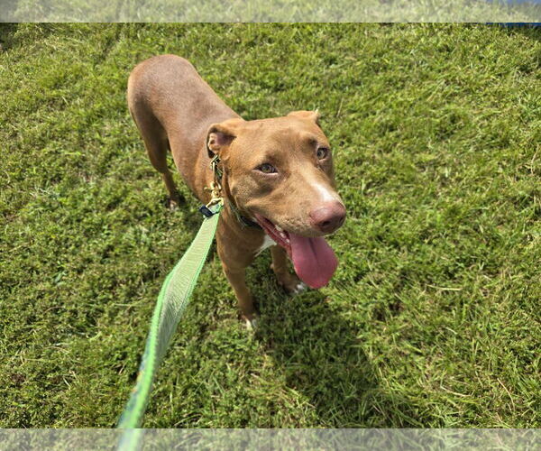 Medium Photo #5 Mutt Puppy For Sale in Holly Springs, NC, USA