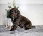 Puppy 4 English Cocker Spaniel