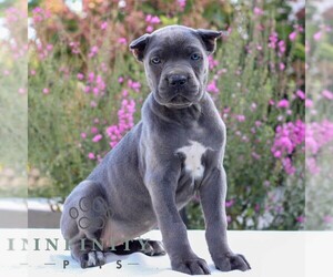 Cane Corso Puppy for sale in EAST EARL, PA, USA