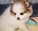Puppy Angel Pomeranian