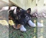 Small Photo #1 Wolf Hybrid Puppy For Sale in HARRISON, AR, USA