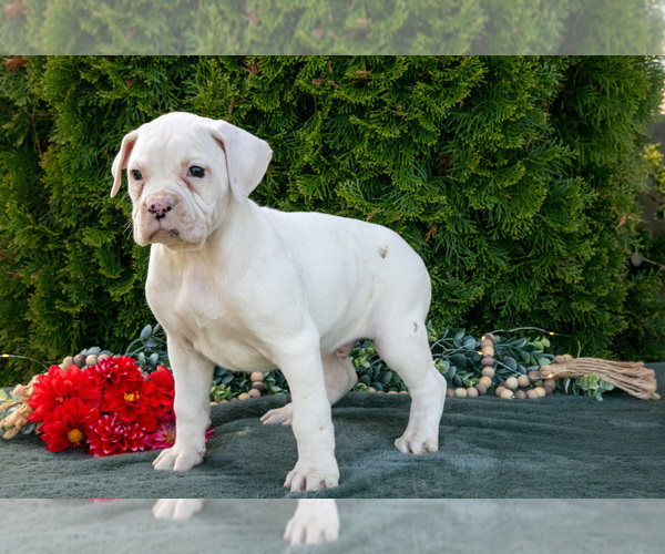 Medium Photo #2 Boxer Puppy For Sale in SHILOH, OH, USA