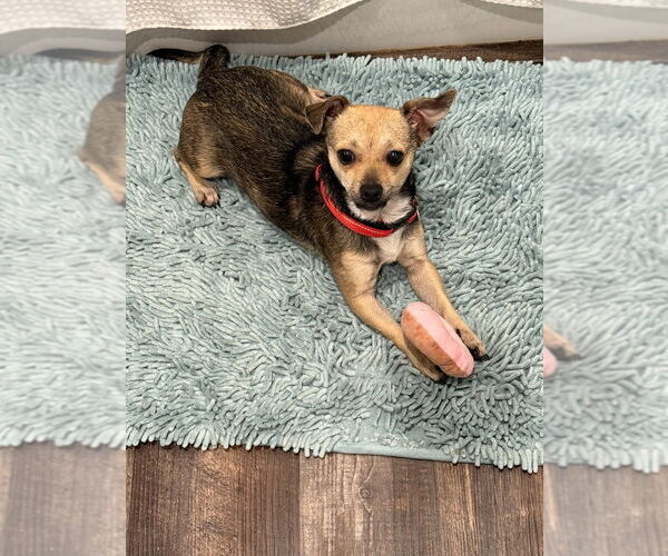 Medium Photo #1 Chihuahua-Unknown Mix Puppy For Sale in Salt Lake City, UT, USA