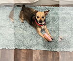 Small Chihuahua Mix
