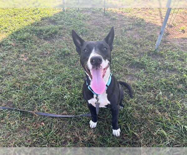 Medium Photo #1 American Pit Bull Terrier Puppy For Sale in Ocala, FL, USA