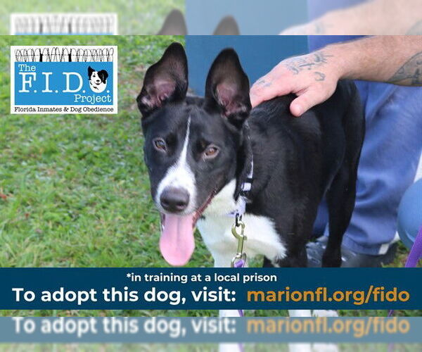 Medium Photo #3 American Pit Bull Terrier-Unknown Mix Puppy For Sale in Ocala, FL, USA