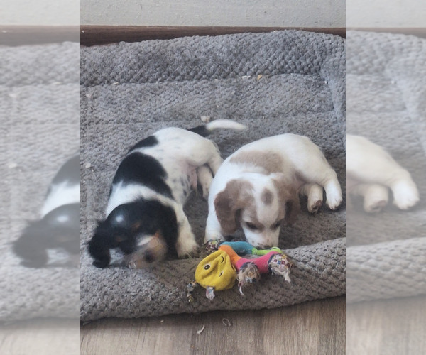 Medium Photo #15 Dachshund Puppy For Sale in DALTON, MN, USA