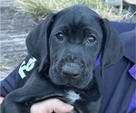 Puppy Oreo German Shorthaired Lab