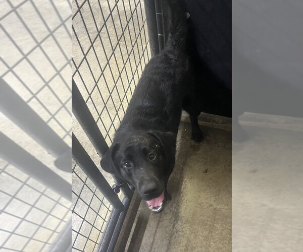 Medium Photo #4 Labrador Retriever Puppy For Sale in Osgood, IN, USA