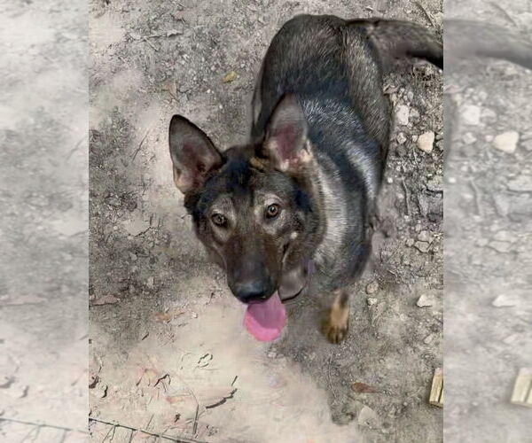 Medium Photo #2 German Shepherd Dog-Unknown Mix Puppy For Sale in Brewster, NY, USA