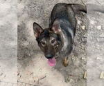Small #1 German Shepherd Dog Mix