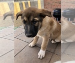Small Photo #6 German Shepherd Dog-Siberian Husky Mix Puppy For Sale in ELK CITY, OK, USA