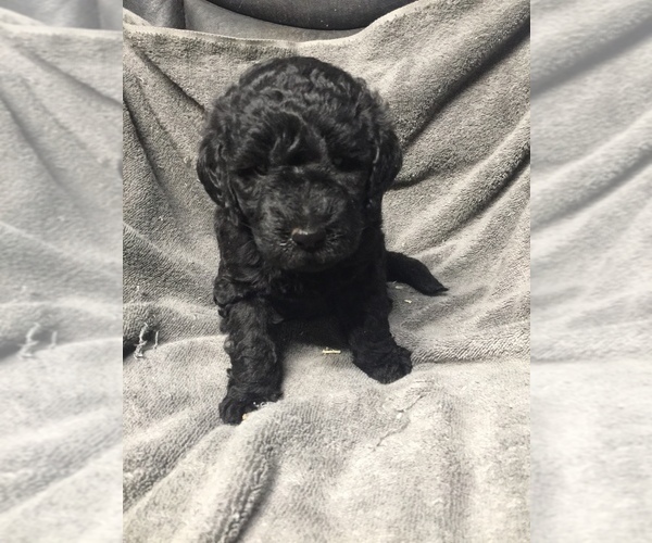 Medium Photo #1 Labradoodle Puppy For Sale in CHETEK, WI, USA
