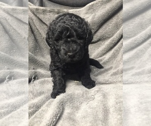 Labradoodle Puppy for sale in CHETEK, WI, USA