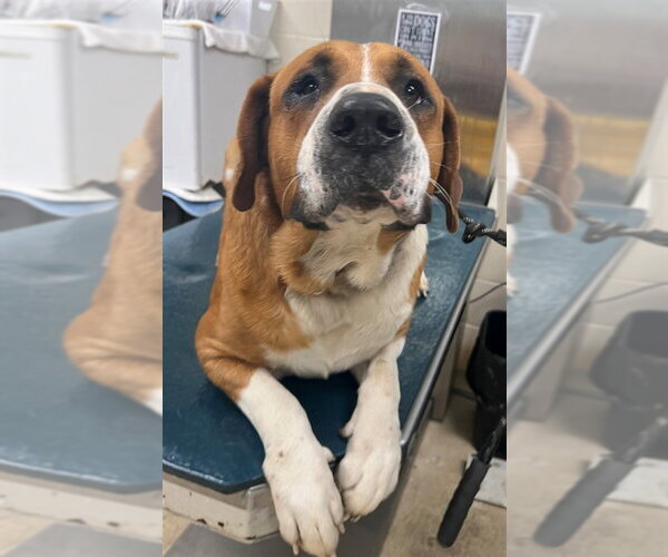 Medium Photo #1 Saint Bernard-Unknown Mix Puppy For Sale in Mobile, AL, USA