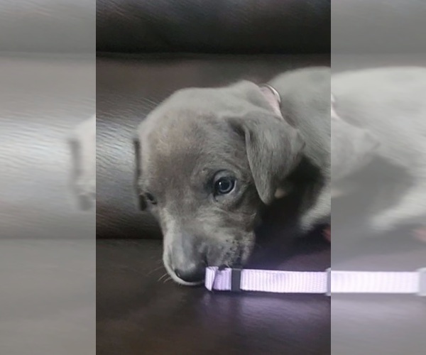 Medium Photo #1 Great Dane Puppy For Sale in OGDEN, UT, USA