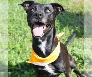 American Staffordshire Terrier-Unknown Mix Dogs for adoption in San Antonio, TX, USA