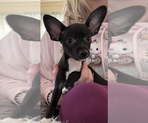 Rat Terrier Puppy for sale in WHITAKERS, NC, USA