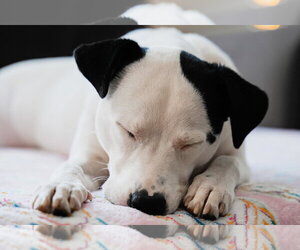 Caliente - Female Mutt Dog for Adoption - Photo #5