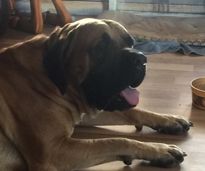 Father of the Mastiff puppies born on 08/21/2019