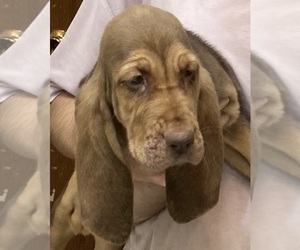 Bloodhound Puppy for sale in FORT MORGAN, CO, USA
