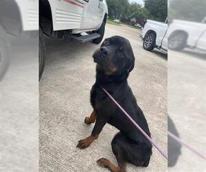 Rottweiler Dogs for adoption in Houston, TX, USA