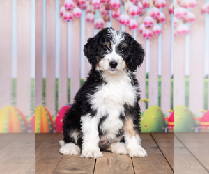 Bernedoodle Puppy for sale in NORTH ADAMS, MI, USA