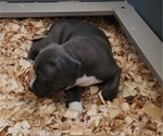 Small #1 American Bully