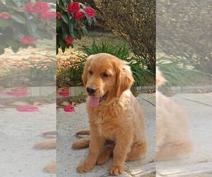 Golden Retriever Puppy for sale in WAKE FOREST, NC, USA