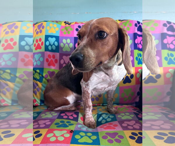 Medium Photo #2 Beagle Puppy For Sale in Pacolet, SC, USA