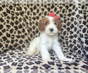 Cavapoo Puppy for sale in LAKELAND, FL, USA