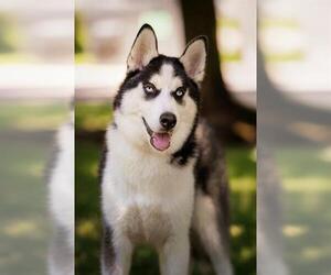 Siberian Husky-Unknown Mix Dogs for adoption in Belleville, IL, USA