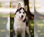 Small Siberian Husky Mix