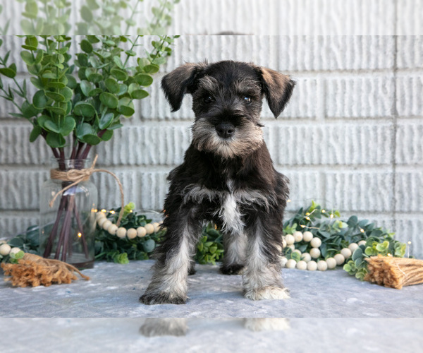 Medium Photo #1 Schnauzer (Miniature) Puppy For Sale in BALTIC, OH, USA