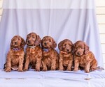 Small #2 Irish Setter-Poodle (Miniature) Mix