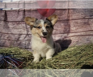 Miniature American Shepherd-Pembroke Welsh Corgi Mix Puppy for sale in OROFINO, ID, USA