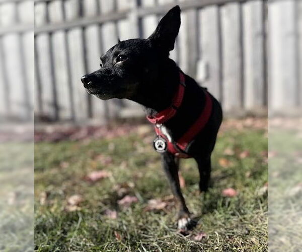 Medium Photo #4 Chipin Puppy For Sale in Princeton, MN, USA