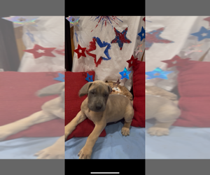 Great Dane Puppy for sale in ABILENE, TX, USA