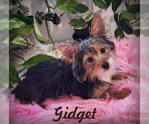Mutt Dogs for adoption in Tustin, CA, USA