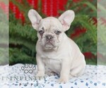 Small #1 French Bulldog