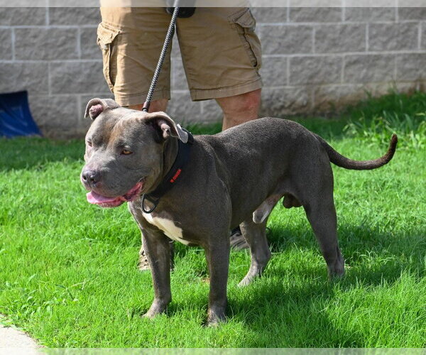 Medium Photo #3 Mutt Puppy For Sale in Glen Allen, VA, USA