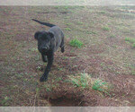 Small Photo #8 Labrador Retriever Puppy For Sale in GRANTS PASS, OR, USA