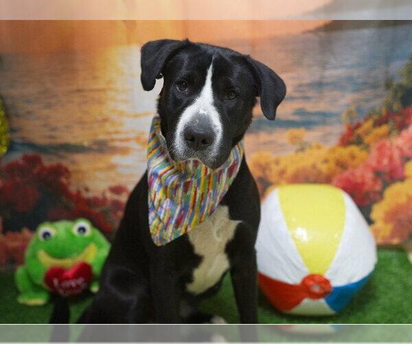 Medium Photo #2 Lab Pei Puppy For Sale in Placerville, CA, USA