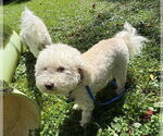 Small #2 Bichon Frise Mix