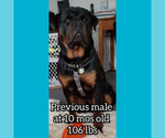 Small Photo #9 Rottweiler Puppy For Sale in EDEN, IN, USA