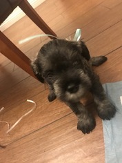 Medium Schnauzer (Miniature)