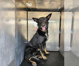 German Shepherd Dog-Unknown Mix Dogs for adoption in San Antonio, TX, USA