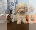 BichPoo puppies - Male Bichpoo Puppy for Sale - Photo #36
